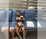 Small #1 Rottweiler