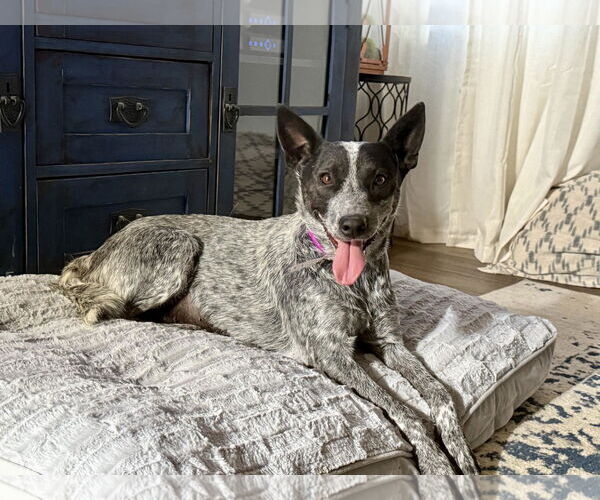 Medium Photo #1 Mutt Puppy For Sale in Paso Robles, CA, USA