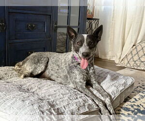 Mutt Dogs for adoption in Paso Robles, CA, USA