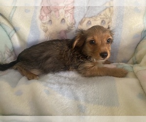 Chorkie Puppy for sale in WILLISTON, SC, USA