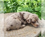 Small #8 F2 Aussiedoodle