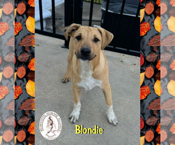 Medium Photo #2  Puppy For Sale in , 