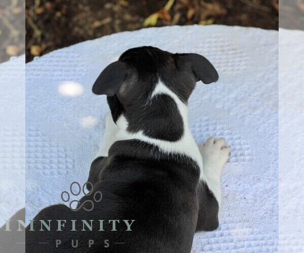 Medium Photo #7 Boston Terrier Puppy For Sale in MANHEIM, PA, USA
