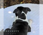 Small #6 Boston Terrier