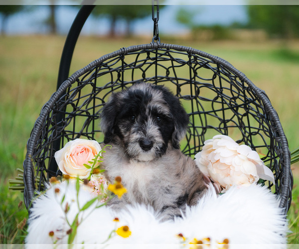 Medium Photo #4 Bordoodle Puppy For Sale in STRAFFORD, MO, USA