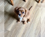 Small #3 Cavalier King Charles Spaniel