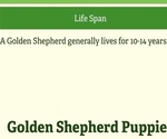 Small #28 Golden Shepherd