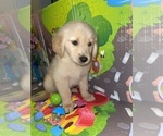 Small Photo #4 Golden Retriever Puppy For Sale in HOUSTON, TX, USA