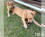 Small #1 Labrador Retriever Mix