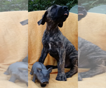 Small Photo #3 Great Dane Puppy For Sale in HARTVILLE, OH, USA