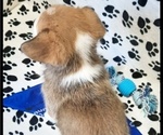 Small Photo #5 Pembroke Welsh Corgi Puppy For Sale in MANSFIELD, MO, USA