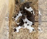 Small Photo #9 German Shorthaired Pointer Puppy For Sale in CUMMING, GA, USA