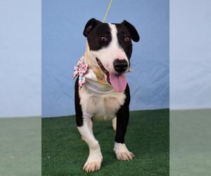 Bull Terrier Dogs for adoption in Bakersfield, CA, USA