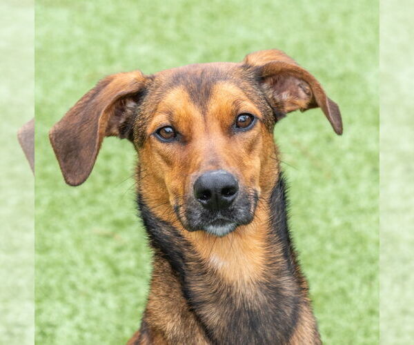 Medium Photo #1 Mutt Puppy For Sale in Hilton Head, SC, USA