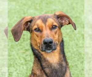 Mutt Dogs for adoption in Hilton Head, SC, USA