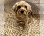Small #1 Mutt