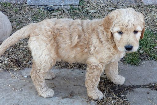 Medium Photo #1 Goldendoodle Puppy For Sale in BOLIVAR, MO, USA