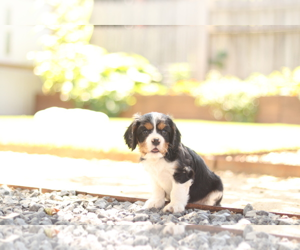 Medium Photo #9 Cavalier King Charles Spaniel Puppy For Sale in SANTA ROSA, CA, USA