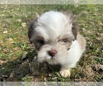 Small #4 Shih Tzu
