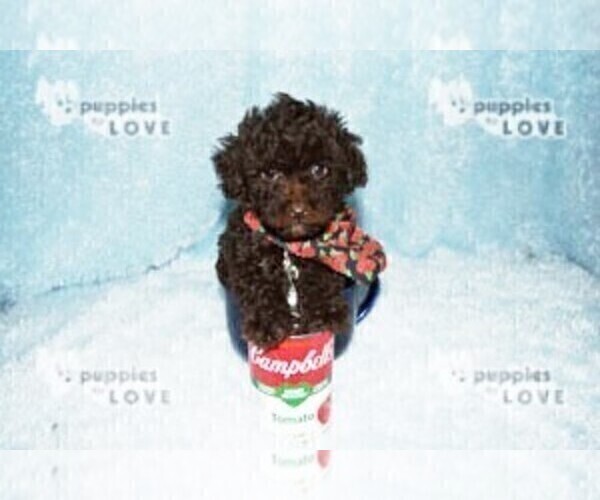 Medium Photo #16 Poodle (Toy) Puppy For Sale in SANGER, TX, USA