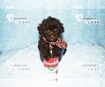 Small #15 Poodle (Toy)