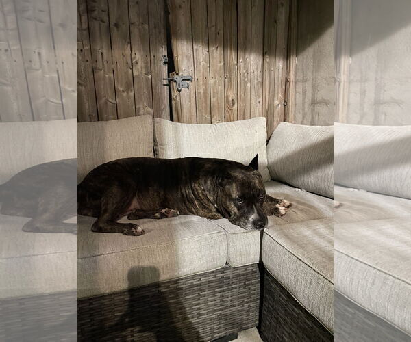 Medium Photo #16 Mutt Puppy For Sale in Philadelphia, PA, USA