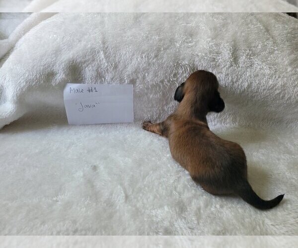Medium Photo #36 Dachshund Puppy For Sale in PINSON, AL, USA