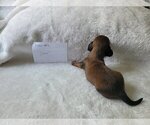 Small Photo #36 Dachshund Puppy For Sale in PINSON, AL, USA
