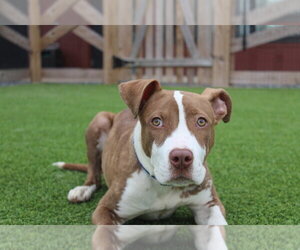 Mutt Dogs for adoption in Chestertown, MD, USA