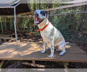 Mutt Dogs for adoption in McCormick, SC, USA