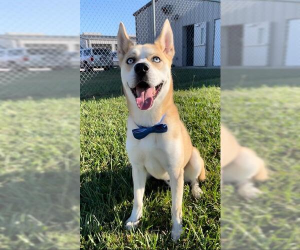 Medium Photo #1 Siberian Husky Puppy For Sale in Rosenberg, TX, USA