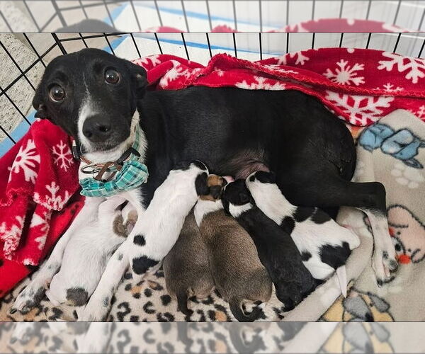 Medium Photo #4 Chihuahua-Unknown Mix Puppy For Sale in Lakewood, CO, USA