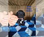 Small Photo #2 ShihPoo Puppy For Sale in SHIPSHEWANA, IN, USA