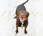 Small Labrador Retriever Mix