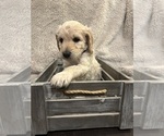 Puppy Poppy Goldendoodle