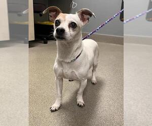Mutt Dogs for adoption in Las Vegas, NV, USA