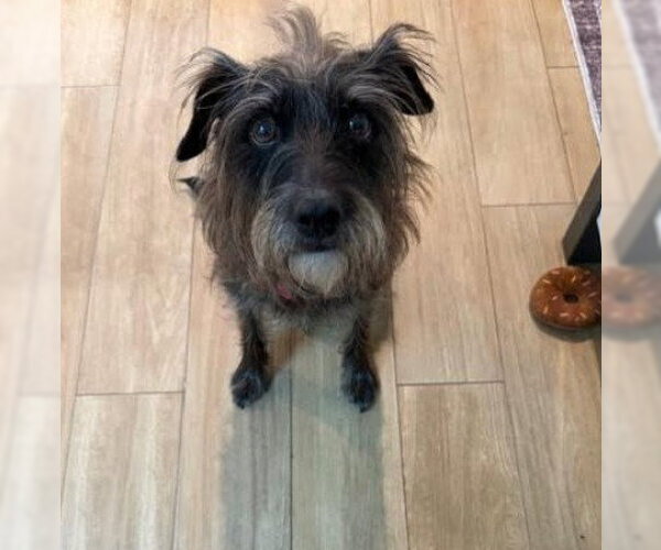 Medium Photo #4 Mutt Puppy For Sale in San Diego, CA, USA