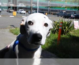 Labrador Retriever-Unknown Mix Dogs for adoption in Santa Rosa, CA, USA