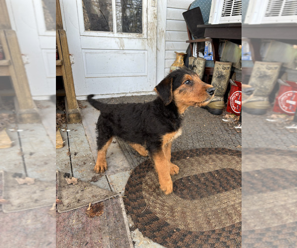 Medium Photo #3 Airedale Terrier Puppy For Sale in ELMA, NY, USA