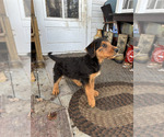 Small #2 Airedale Terrier