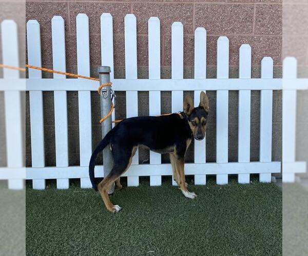 Medium Photo #1 German Shepherd Dog-Unknown Mix Puppy For Sale in Modesto, CA, USA