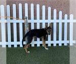 Small German Shepherd Dog Mix