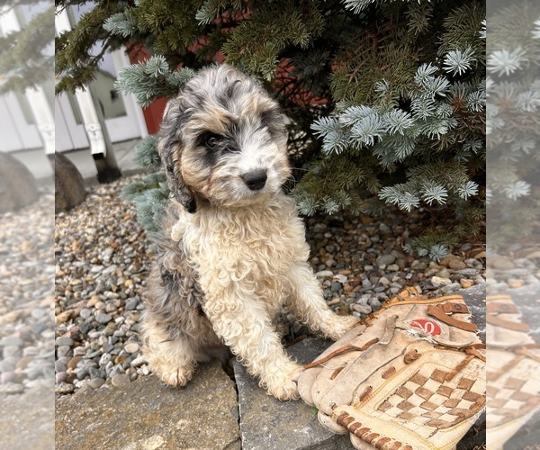 Medium Photo #1 Cockapoo Puppy For Sale in MIDDLEBURY, IN, USA