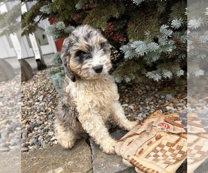 Cockapoo Puppy for sale in MIDDLEBURY, IN, USA