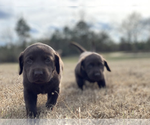 Labrador Retriever Puppy for Sale in EASTMAN, Georgia USA