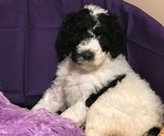 Small Photo #3 Poodle (Standard) Puppy For Sale in ABBEVILLE, LA, USA
