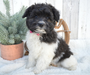 Pom-A-Poo Puppy for sale in HONEY BROOK, PA, USA