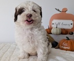 Small #15 ShihPoo