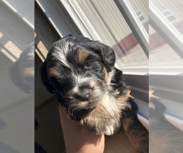 Medium Photo #1 Miniature Bernedoodle Puppy For Sale in ARTHUR, IL, USA