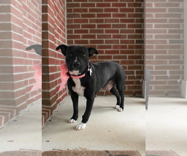 Medium Photo #14 American Staffordshire Terrier-Unknown Mix Puppy For Sale in Holly Springs, NC, USA